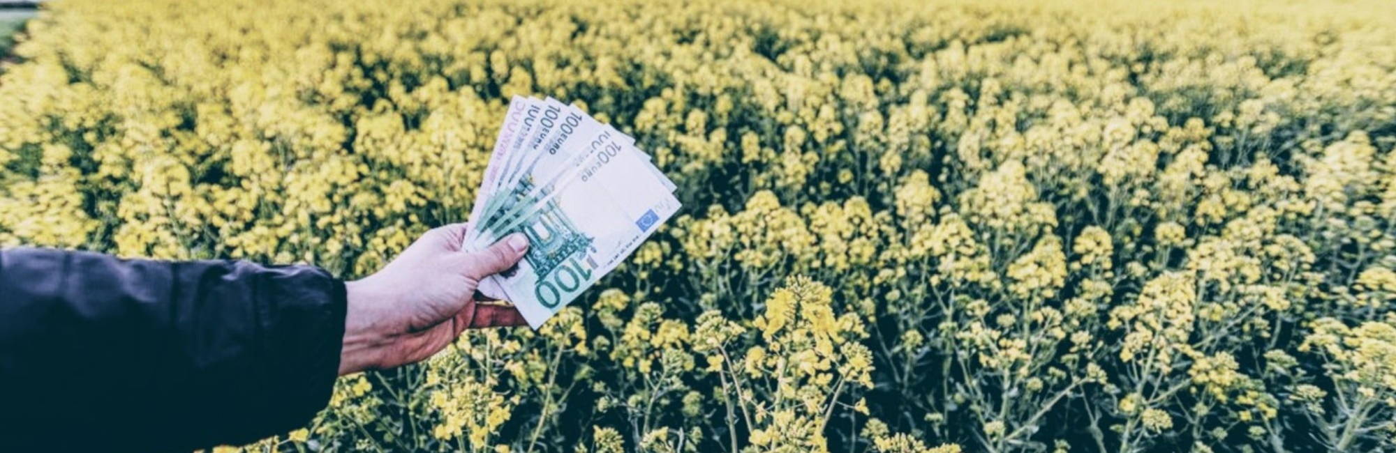 euro money notes in a blooming field