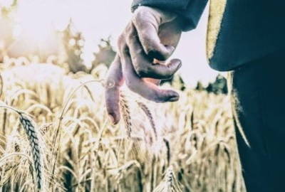 Hand moving through wheat field