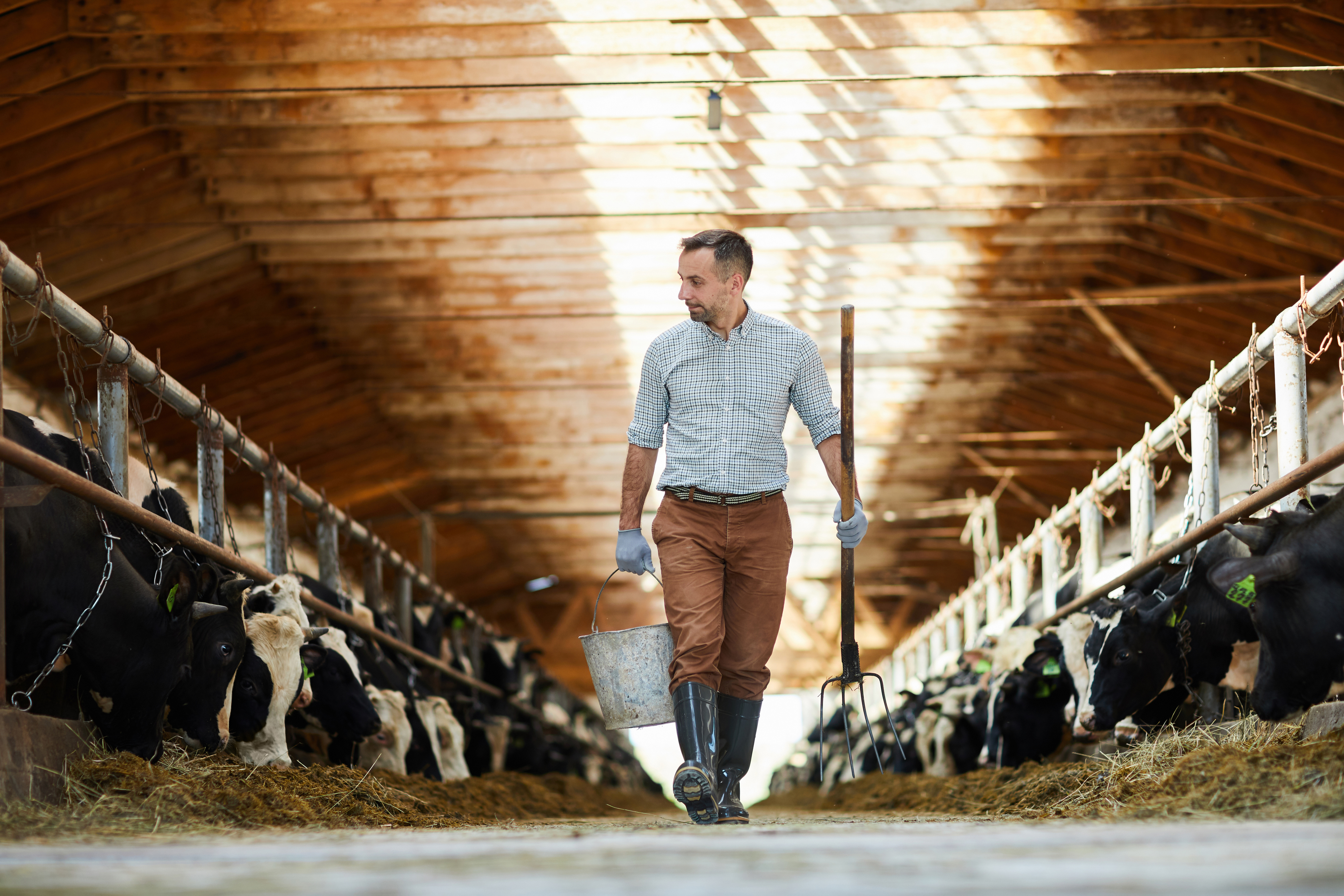 Farm Manager walking through cow shed