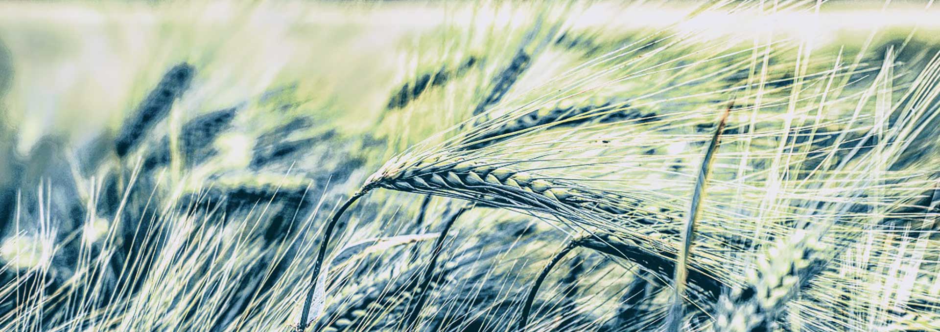 Green corn field