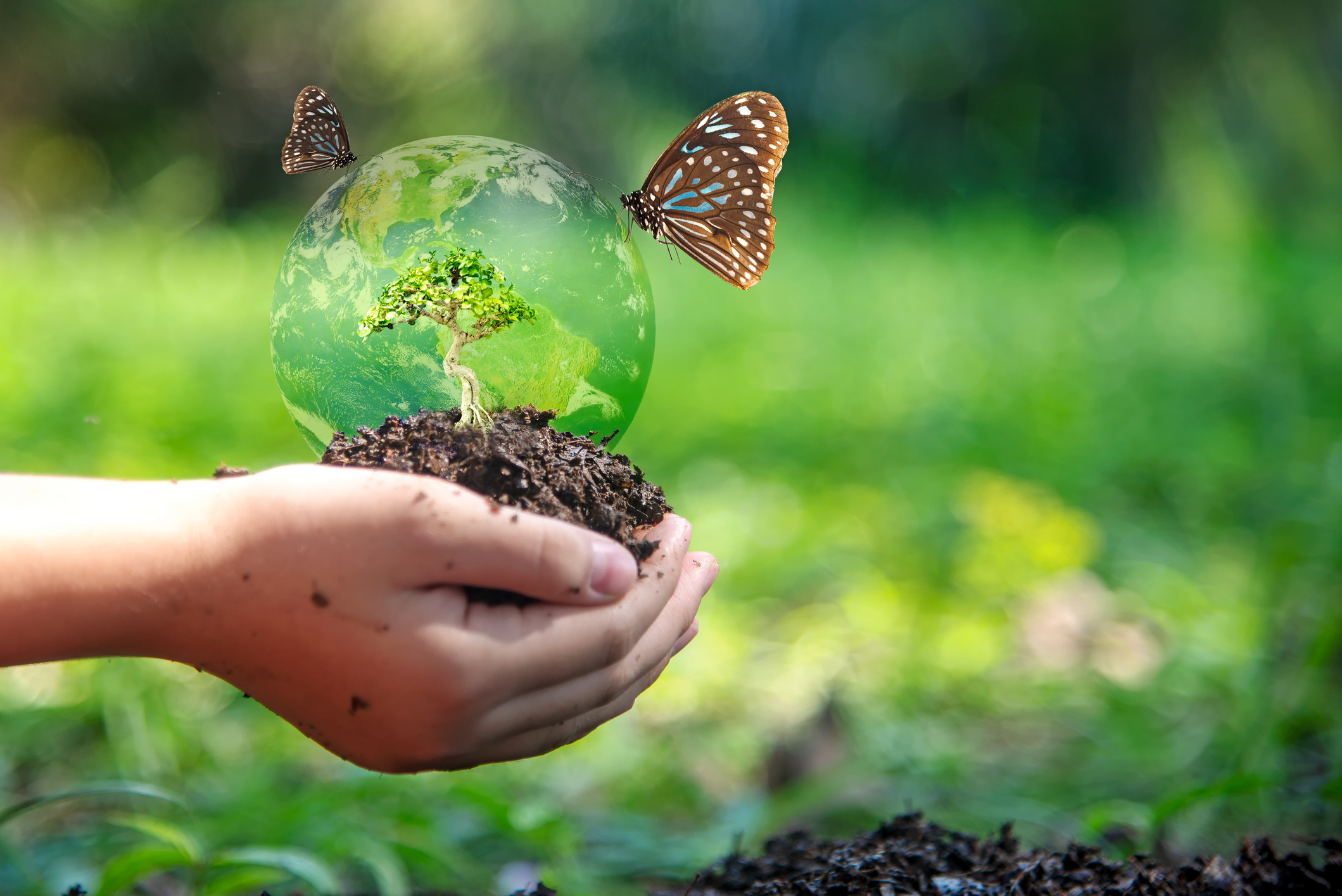 Butterflies representing biodiversity with a world globe held by hands