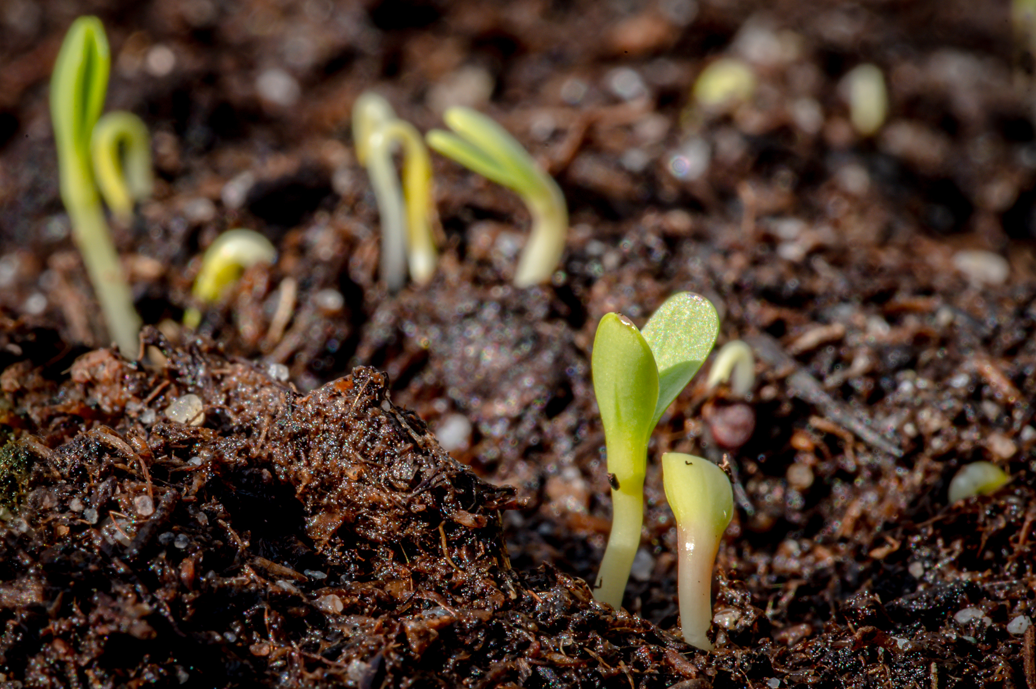 Green seedling plant growing through soil