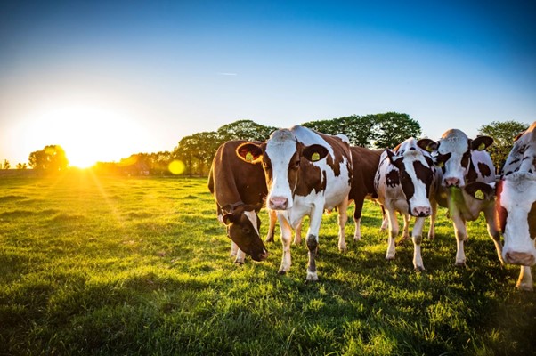 Cows in a field with sunsetting