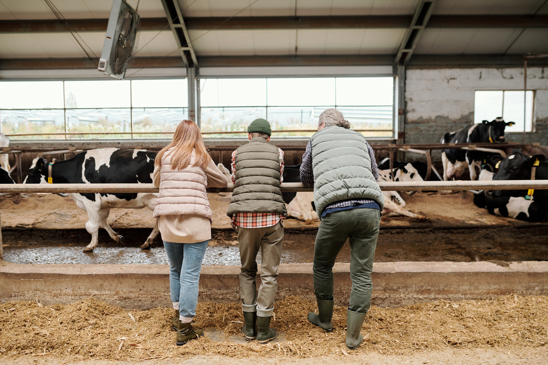 Young farmer in a dairy shed