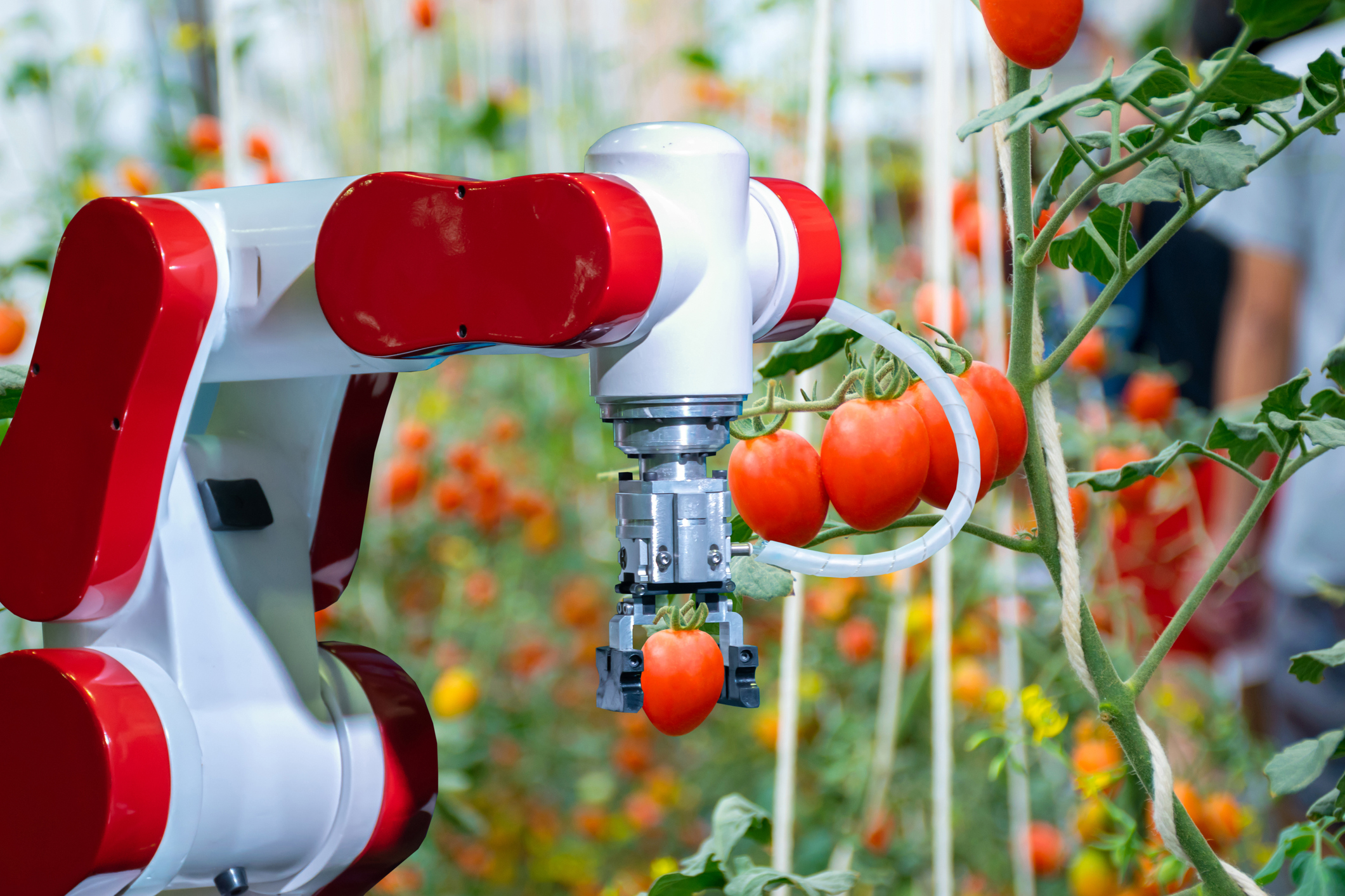 Tomato Fruit Picking Robot