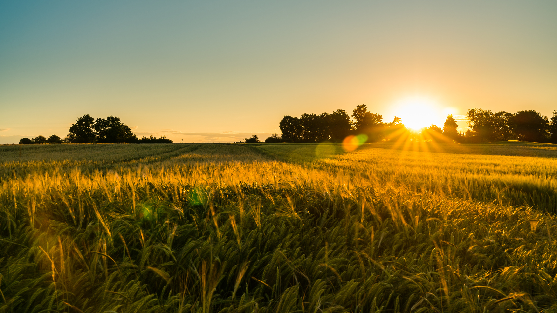 Sunset or sunrise on a wheat farmers field