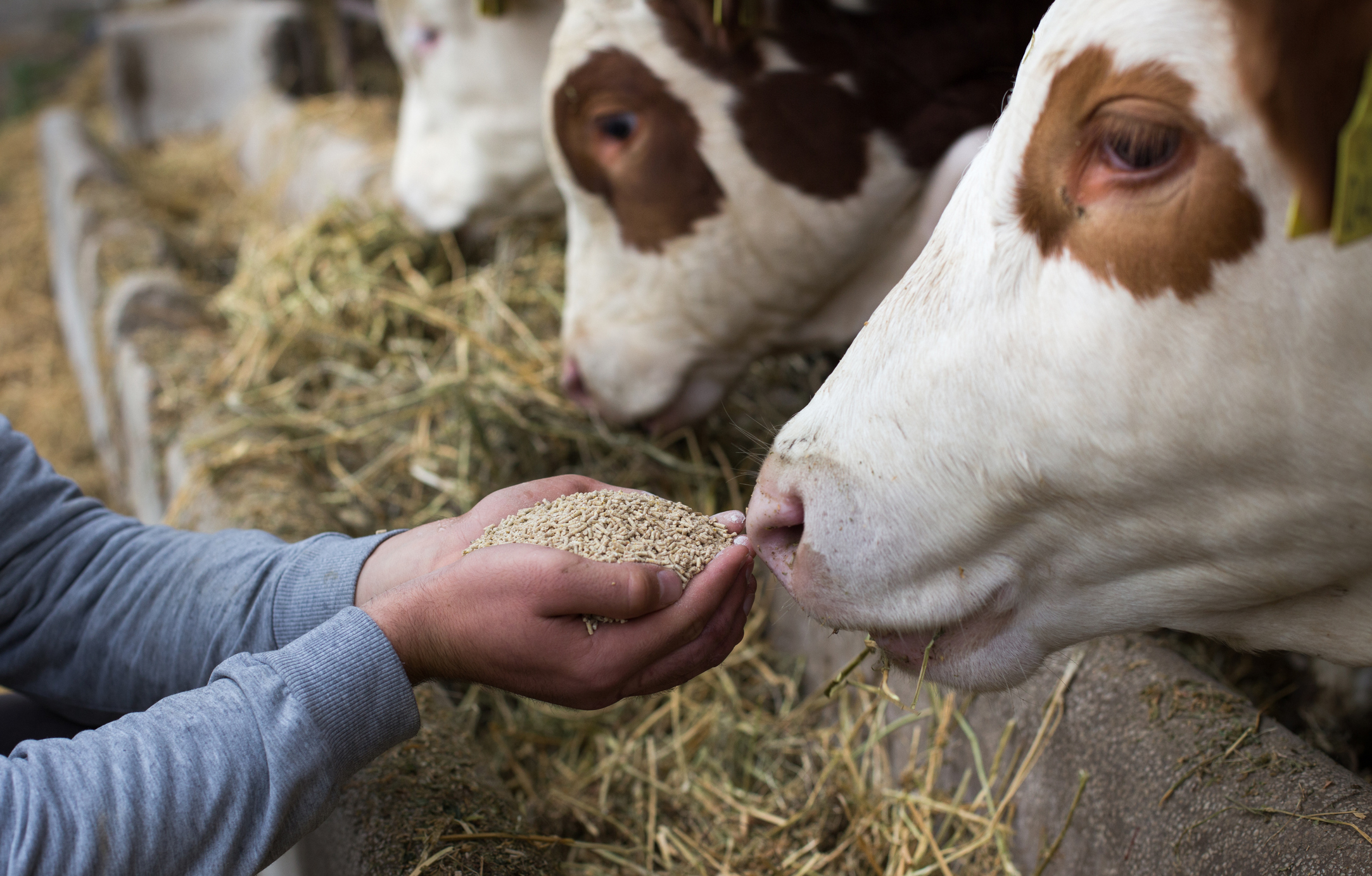 Farmer feeding cows by hand with dry granules