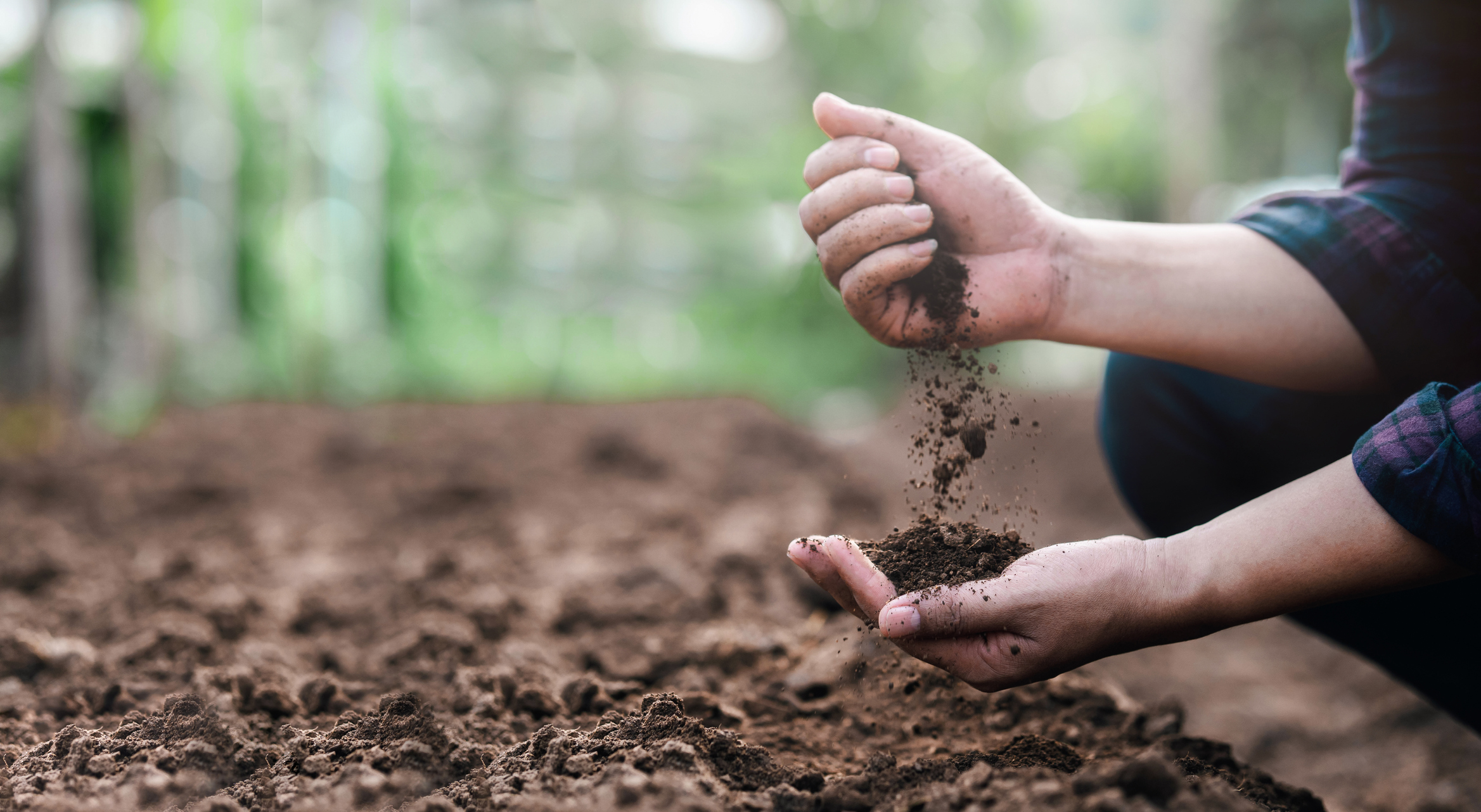 Farmers hands holding and inspecting soil.