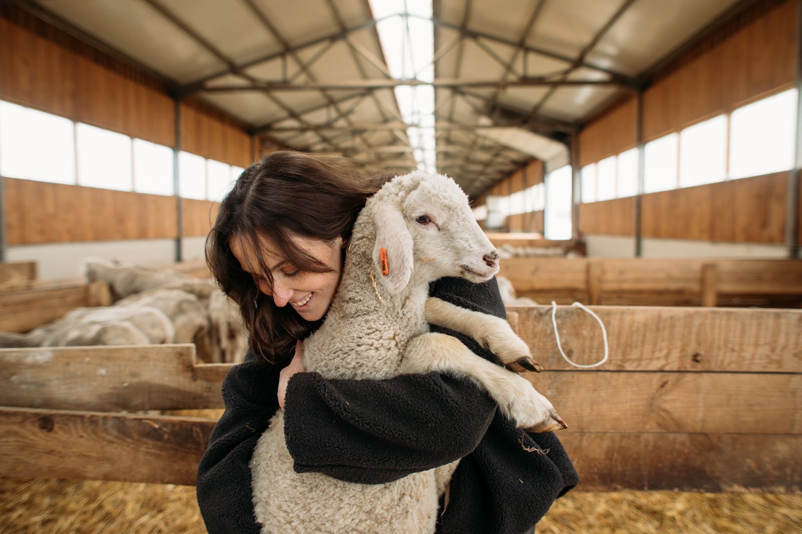Women farmer carrying a lamb in a lambing shed