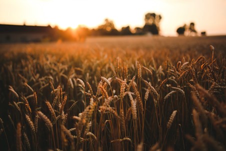 Corn field at sunset