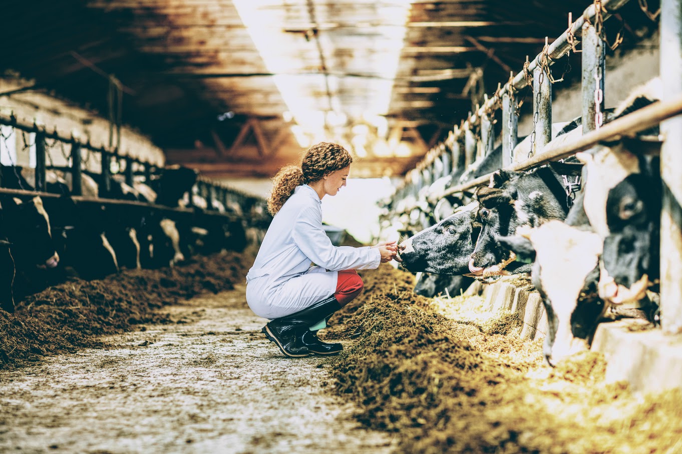 female farm vet with cows indoor