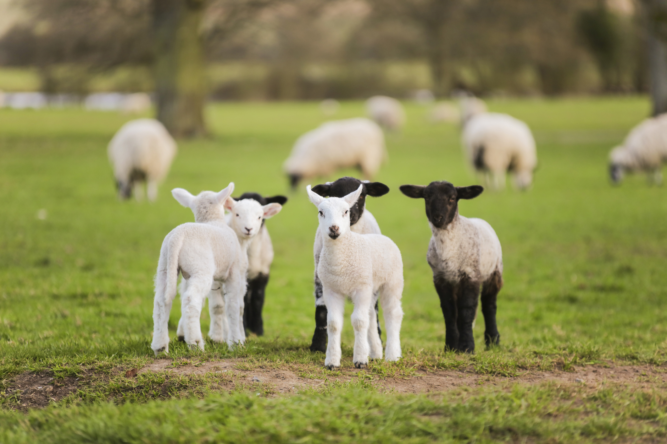 Love animals? Then these are · Agricultural Recruitment Specialists