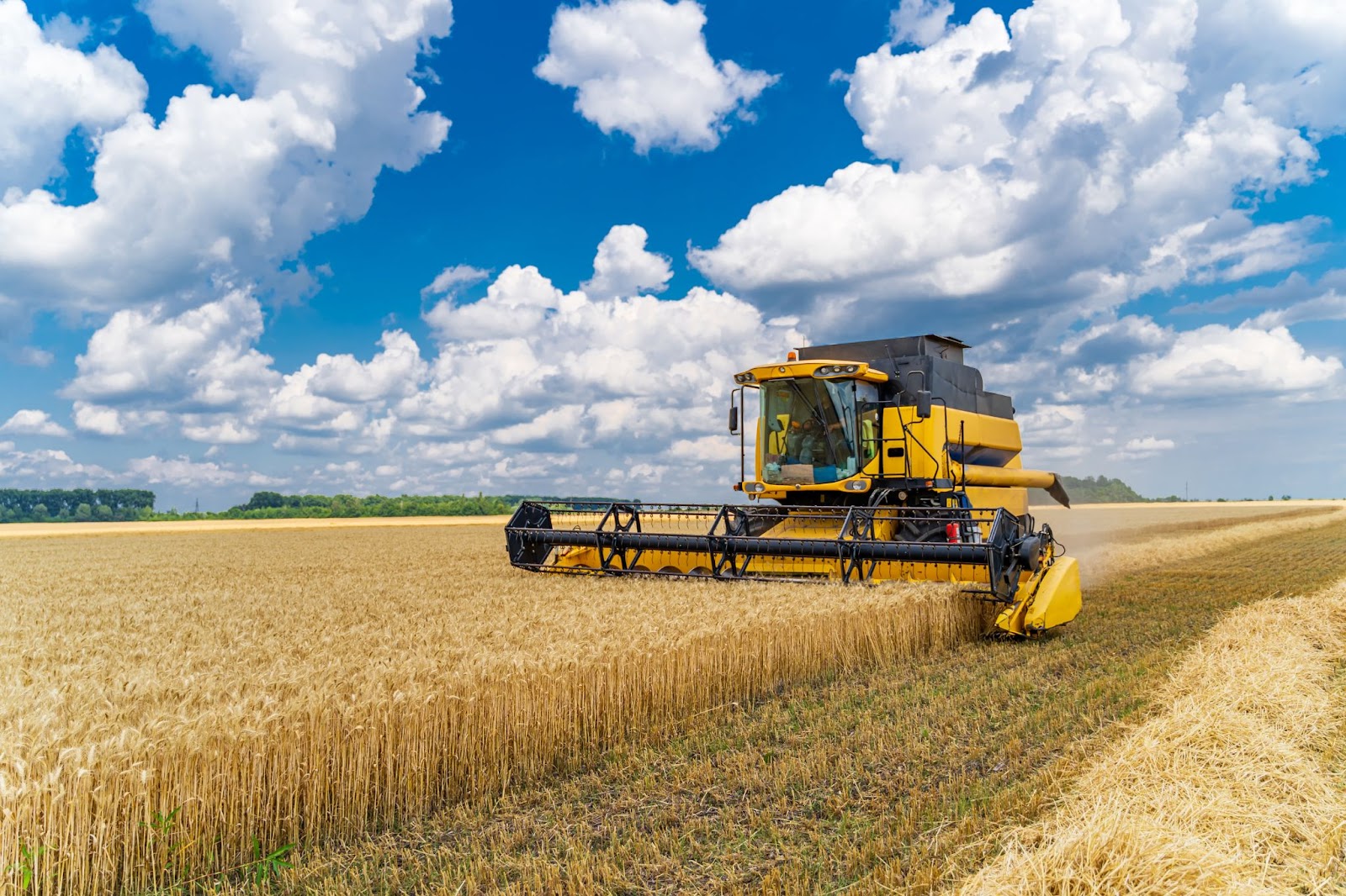 Yellow harvester machinery in a field  harvesting daytime