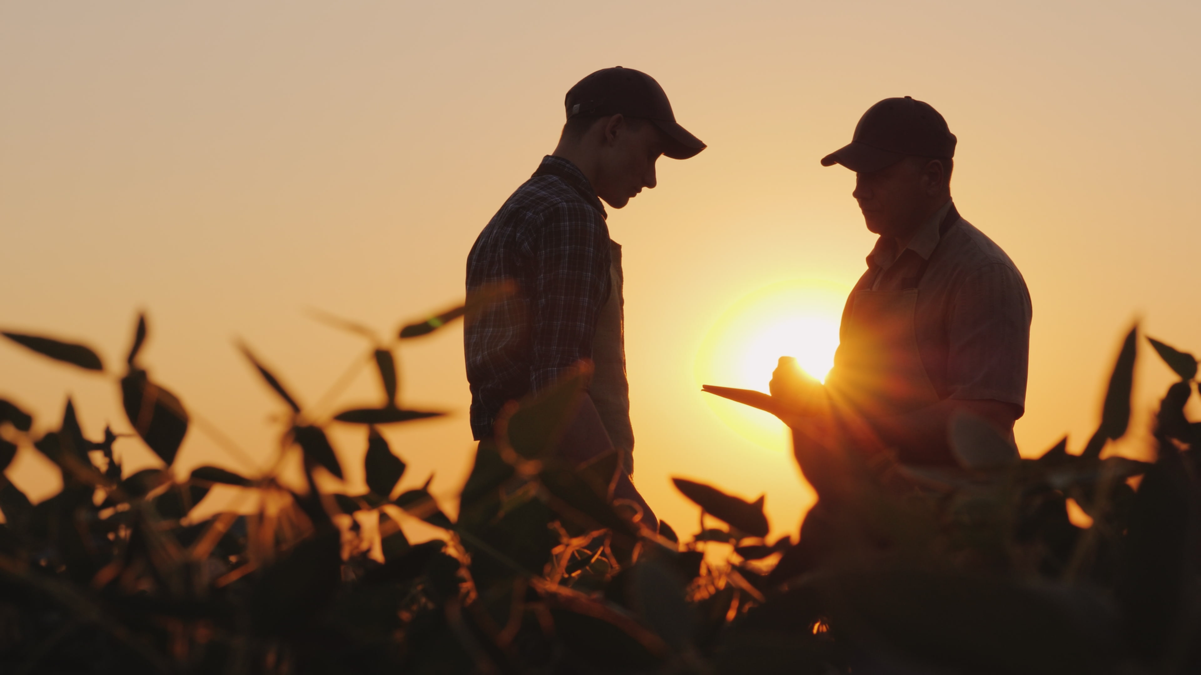 Two farmers talking in a field at sunset