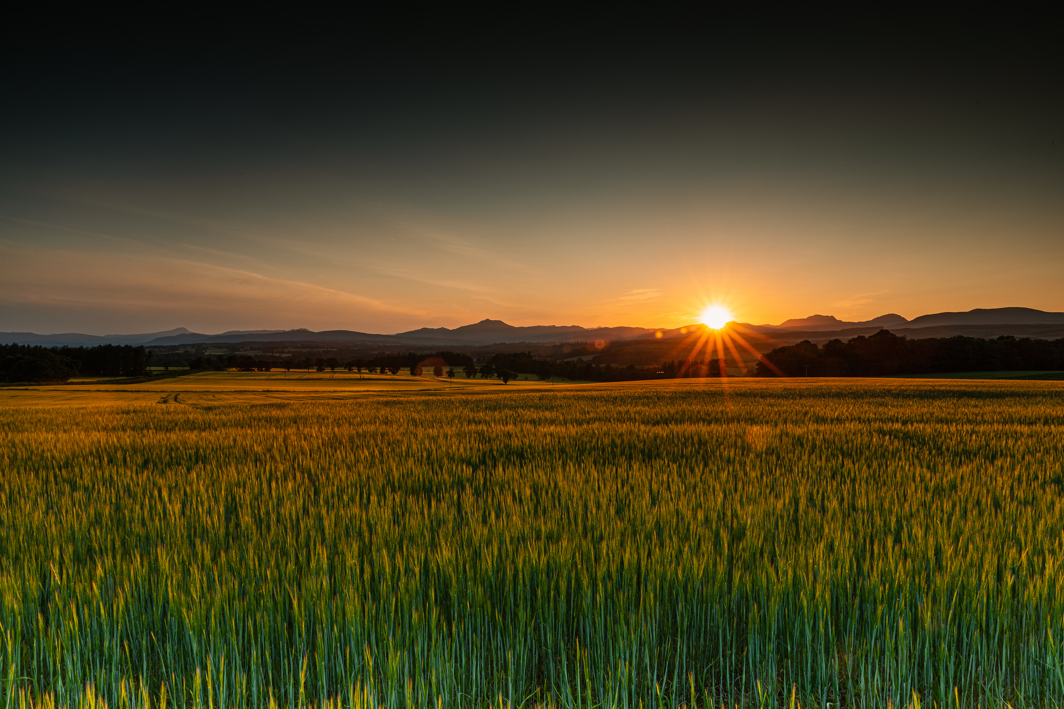 Crisis and Opportunity. Dusky farm 