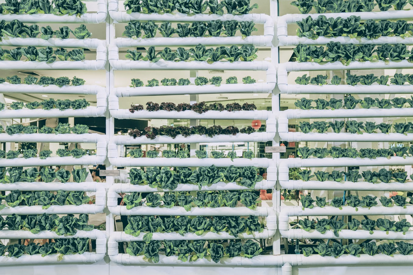 vertical farming lettuce tower