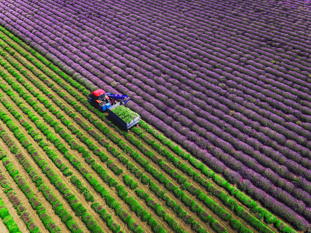 Lavender farming field with tractor 