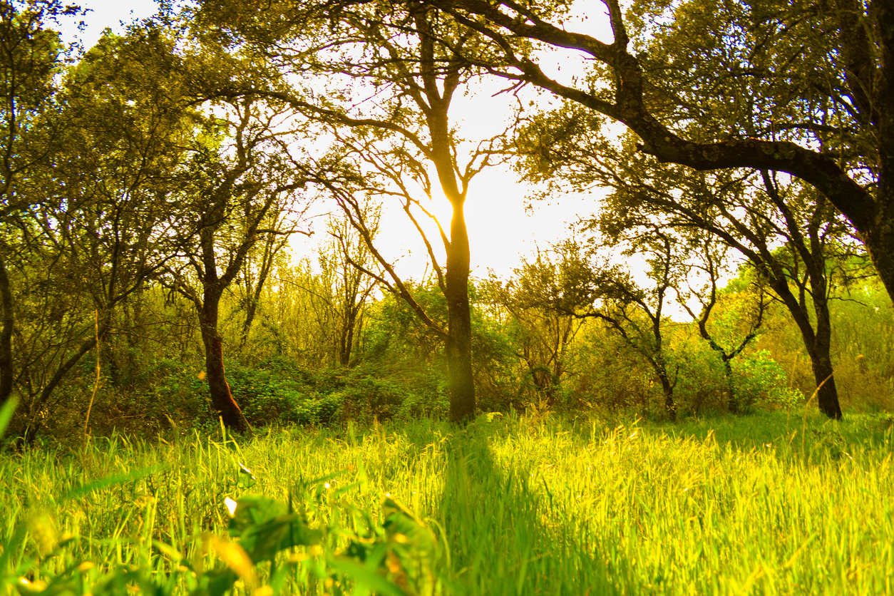 Nature forest trees