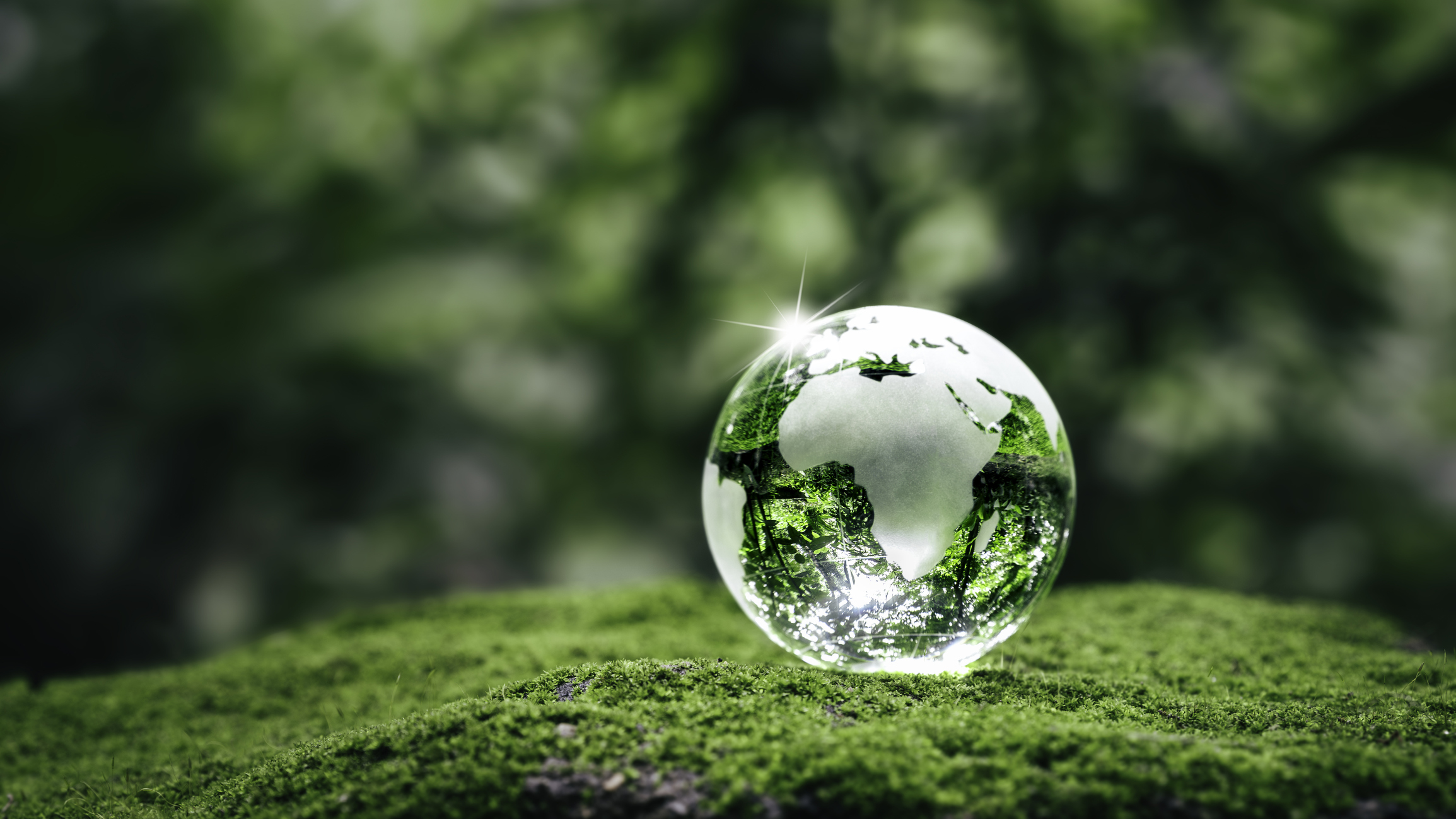 Crystal earth on ferns in green grass forest picturing green sustainability.