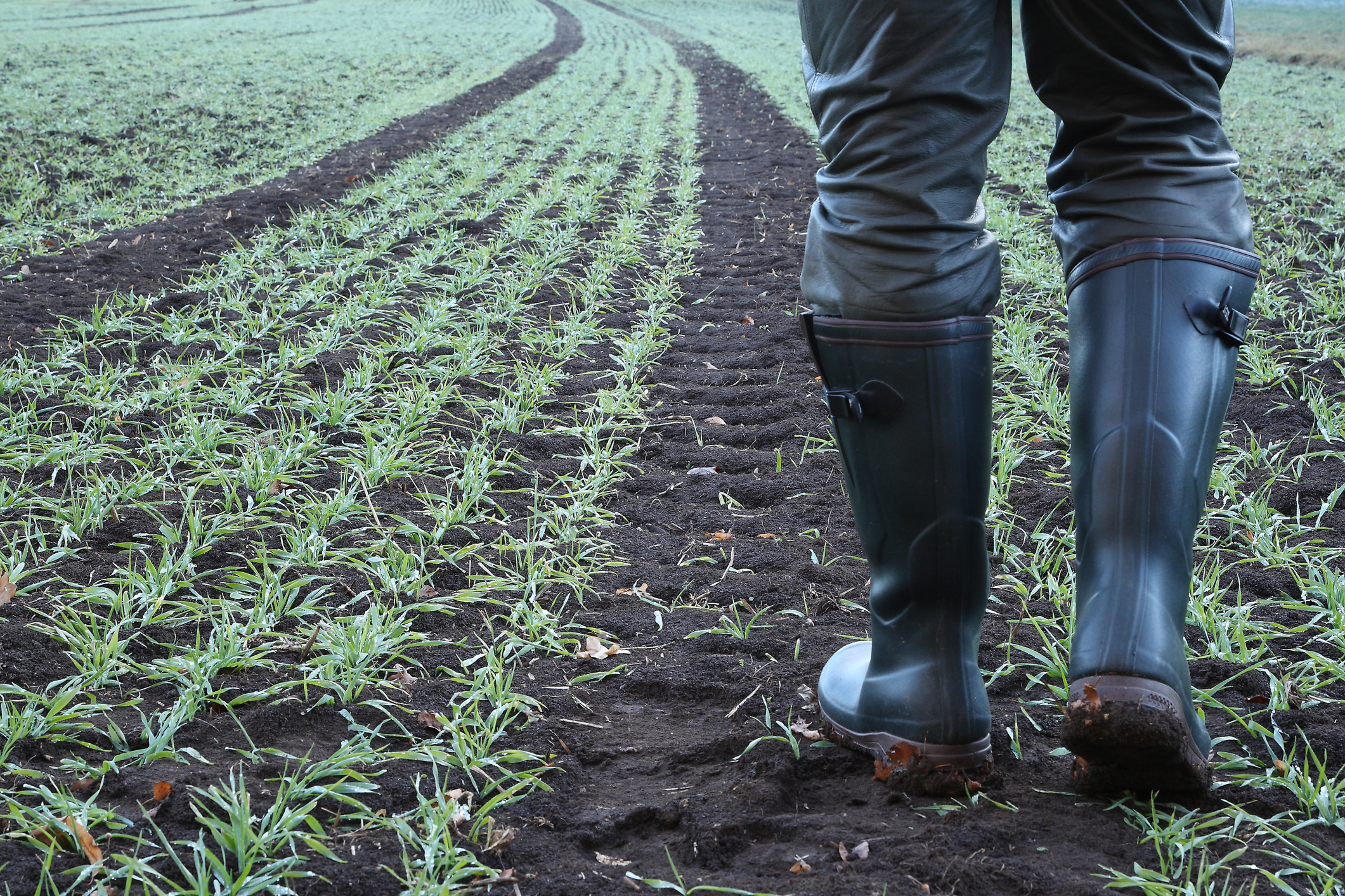 Farmer in wellies walking across a field of crops