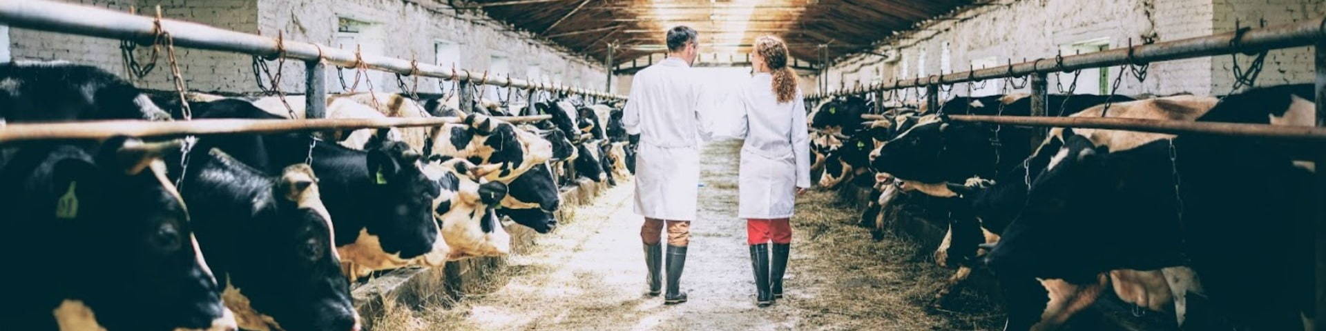 veterinarians walking through cow shed