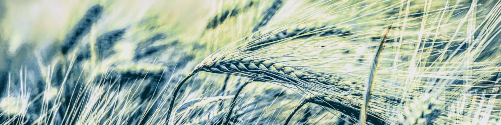 grain in field