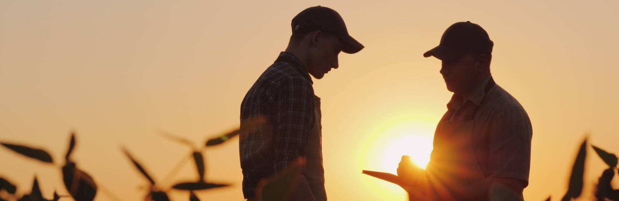 Farmers in a field sunset