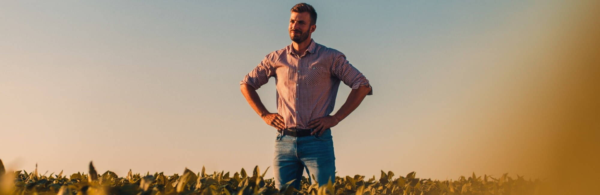 Male farmer standing in a  field of crops 