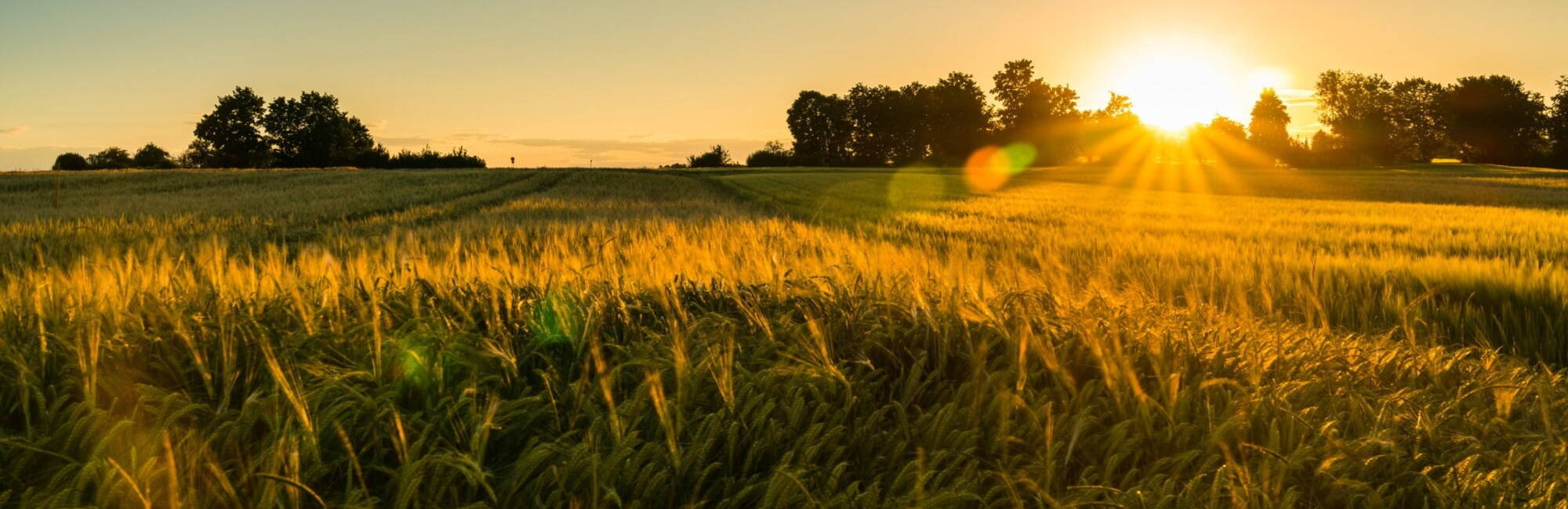 Arable farm at Sunset 